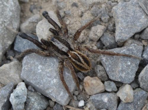 Réf. 322 031 : Alopecosa cuneata